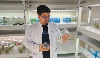 OMÜ’den Tarıma Çığır Açan Proje: CRISPR ile Yüksek Antioksidanlı Mor Domates