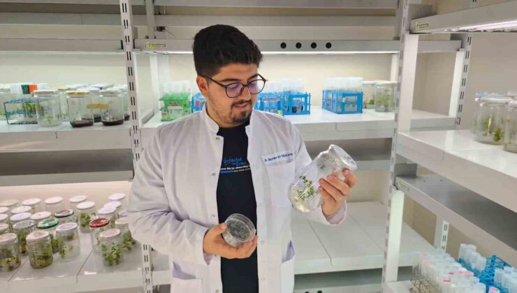 OMÜ’den Tarıma Çığır Açan Proje: CRISPR ile Yüksek Antioksidanlı Mor Domates