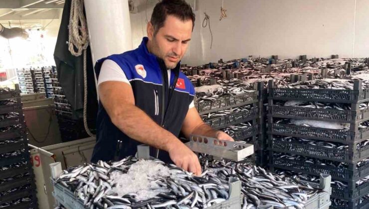 Samsun’da 1.8 Milyon Kilo Hamsi Kontrol Edildi
