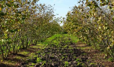 Samsun, Fındık Üretiminde Ordu’yu Geçerek Türkiye Birincisi Oldu!