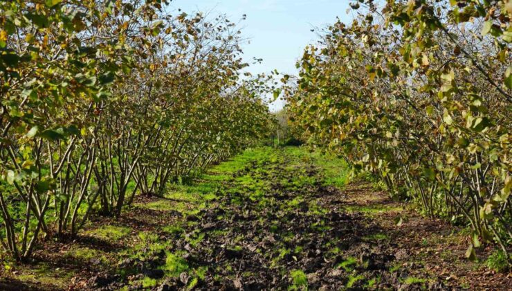 Samsun, Fındık Üretiminde Ordu’yu Geçerek Türkiye Birincisi Oldu!