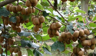 Çarşamba’da Kivi Hasadı Başladı: Türkiye Liderliği Hedefi