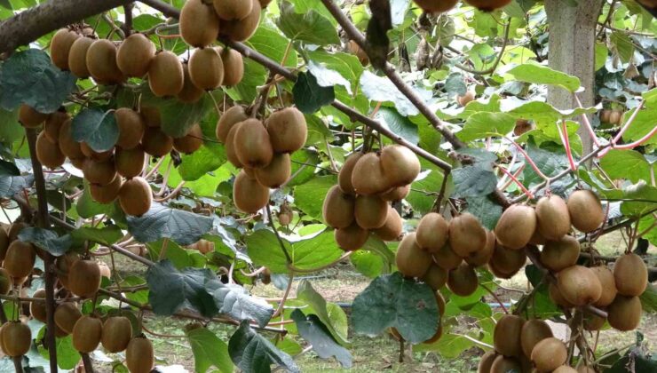 Çarşamba’da Kivi Hasadı Başladı: Türkiye Liderliği Hedefi