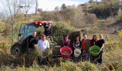 Samsun’dan Ladik Fasulyesiyle Dayanışma Köprüsü