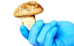 Adana’nın ‘Beyaz Altını’ Sedir Mantarı Çıktı!