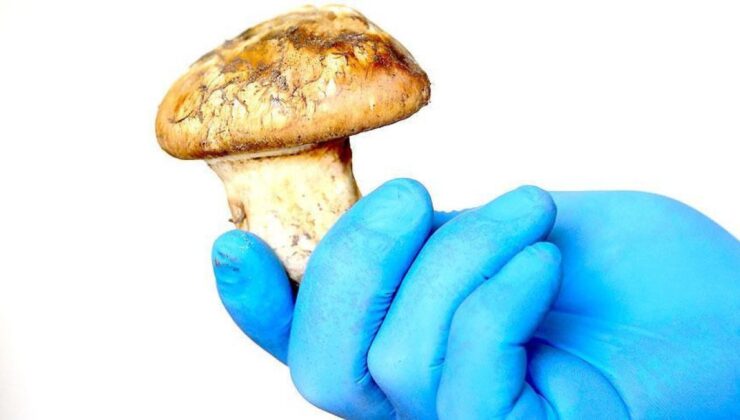 Adana’nın ‘Beyaz Altını’ Sedir Mantarı Çıktı!