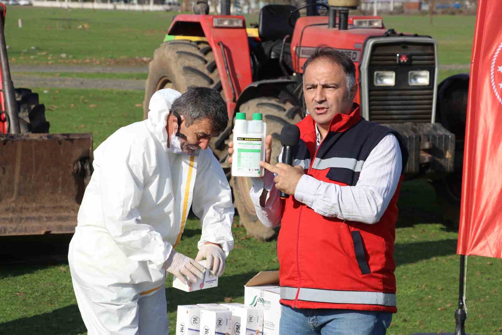 Terme'de Kahverengi Kokarca Alarmı