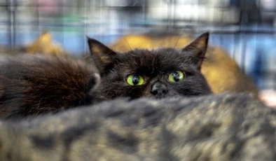 Yeni Zelanda’da 2.5 Milyon Kedi Öldürülecek