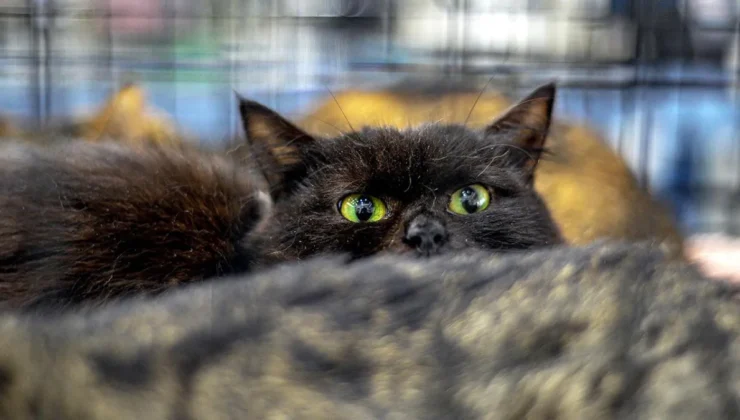 Yeni Zelanda’da 2.5 Milyon Kedi Öldürülecek