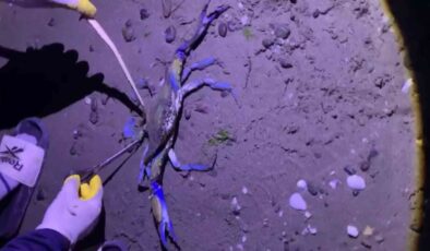 Mavi Yengeç Atakum Sahilinde Görüldü