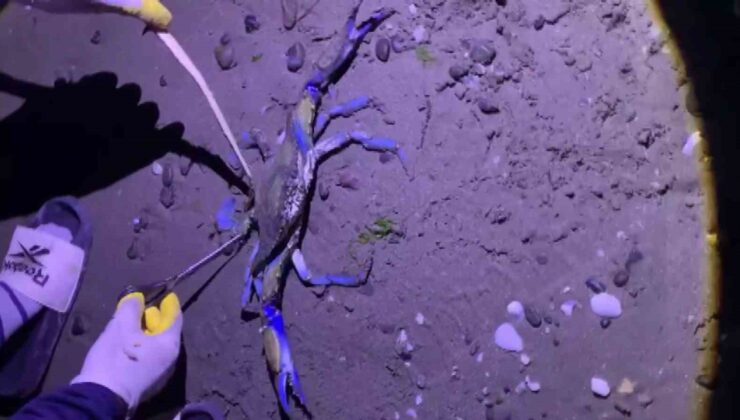 Mavi Yengeç Atakum Sahilinde Görüldü