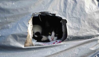 Samsun Sahilinde Kalpleri Isıtan Dayanışma: Kayalıklar Kedilere Yuva Oldu!