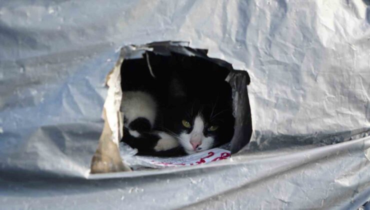 Samsun Sahilinde Kalpleri Isıtan Dayanışma: Kayalıklar Kedilere Yuva Oldu!