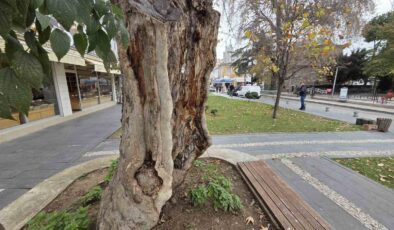 Samsun’un Direniş Sembolü: İç Gövdesi Olmayan Asırlık Çınar Yeşermeye Devam Ediyor!