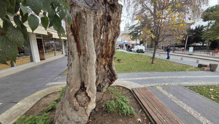 Samsun’un Direniş Sembolü: İç Gövdesi Olmayan Asırlık Çınar Yeşermeye Devam Ediyor!