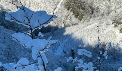 Ordu’da Kar Yağışı Fındığa Can Suyu Oldu