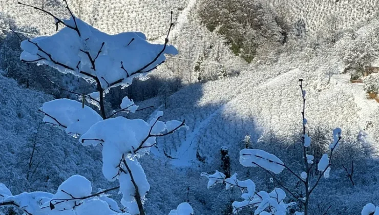 Ordu’da Kar Yağışı Fındığa Can Suyu Oldu