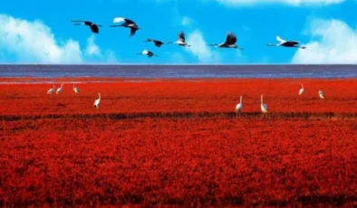 Hürmüz Adası Kızıl Sahil Neden Renk Değiştirdi? Yağış Sonrası Ortaya Çıkan Büyüleyici Manzara