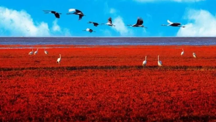 Hürmüz Adası Kızıl Sahil Neden Renk Değiştirdi? Yağış Sonrası Ortaya Çıkan Büyüleyici Manzara