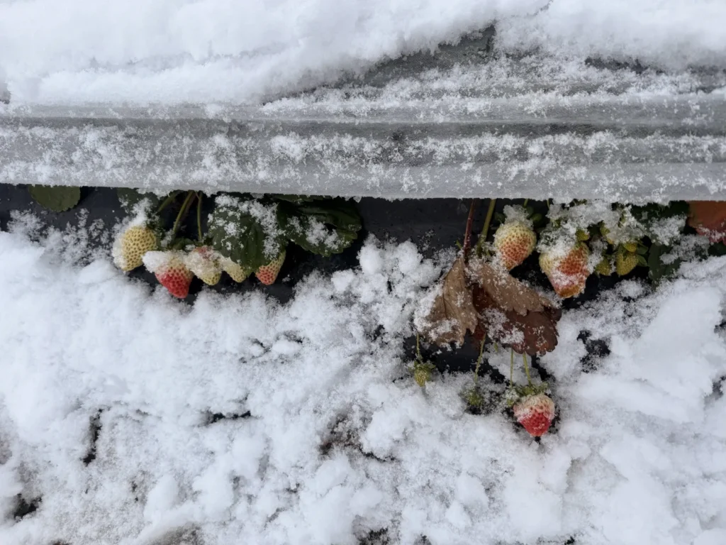 Kar Altında Kırmızı Mucize