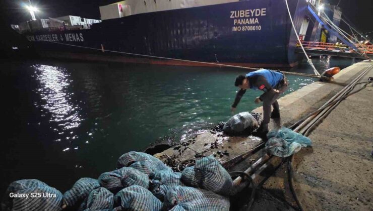 Samsun’da Midye Kaçakçılarına Ağır Ceza
