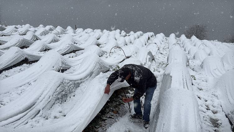 Kar Altında Kırmızı Mucize