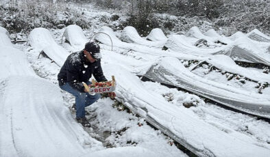 Kar Altında Kırmızı Mucize: Samsun Alaçam’da Dondurucu Soğukta Çilek Hasadı