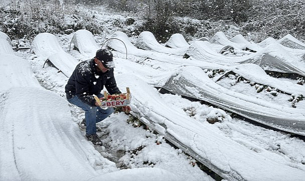 Kar Altında Kırmızı Mucize: Samsun Alaçam’da Dondurucu Soğukta Çilek Hasadı