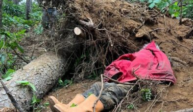 Trabzon Vakfıkebir’de Feci Kaza Kestiği Ağacın Altında Can Verdi