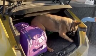 Samsun’da Narkotik Köpeği Pera Affetmedi